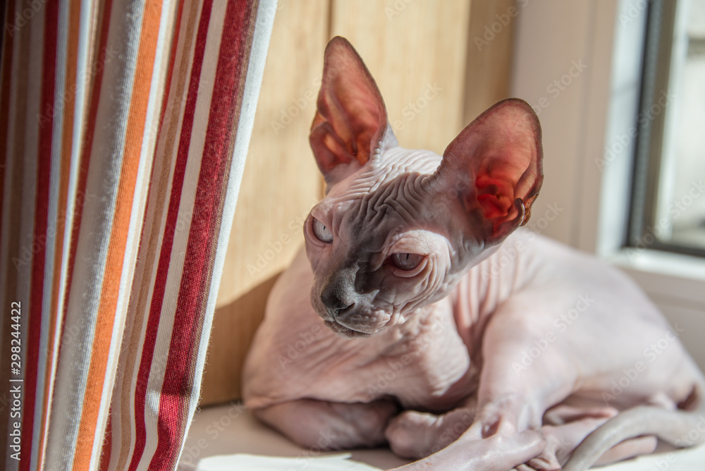 Small Sphinx cat sitting by the window in the spring sunshine Small Sphinx cat sitting by the window in the spring sunshine