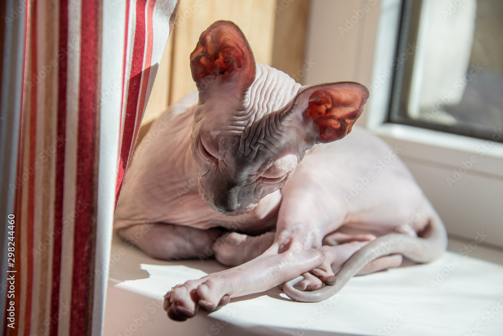 Small Sphinx cat sitting by the window in the spring sunshine Small Sphinx cat sitting by the window in the spring sunshine