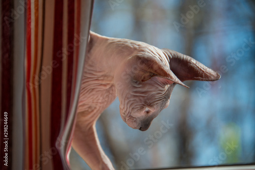 Fototapeta Naklejka Na Ścianę i Meble -  Small Sphinx cat is playing at a window in the spring sunshine