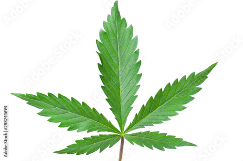 green leaf of cannabis on a white background