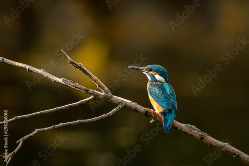 A common kingfisher sitting on a branch