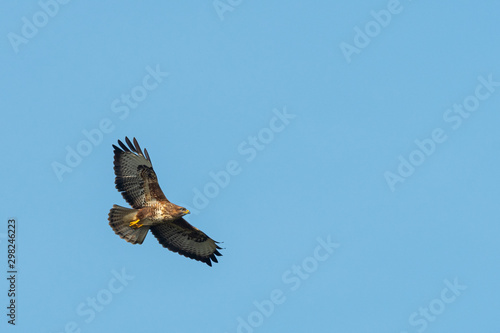 A common buzzard flying in the evening sun