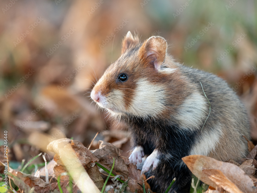 A European hamster in a meadow looking for food A European hamster in a meadow looking for food