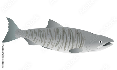Illustration of a salmon in spawning season