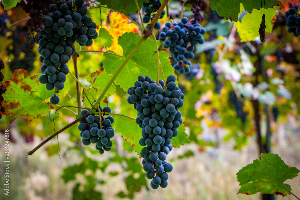 Close-Up Of Grapes Growing In Vineyard, Italy. Tuscany grape vineyard in Chianti region