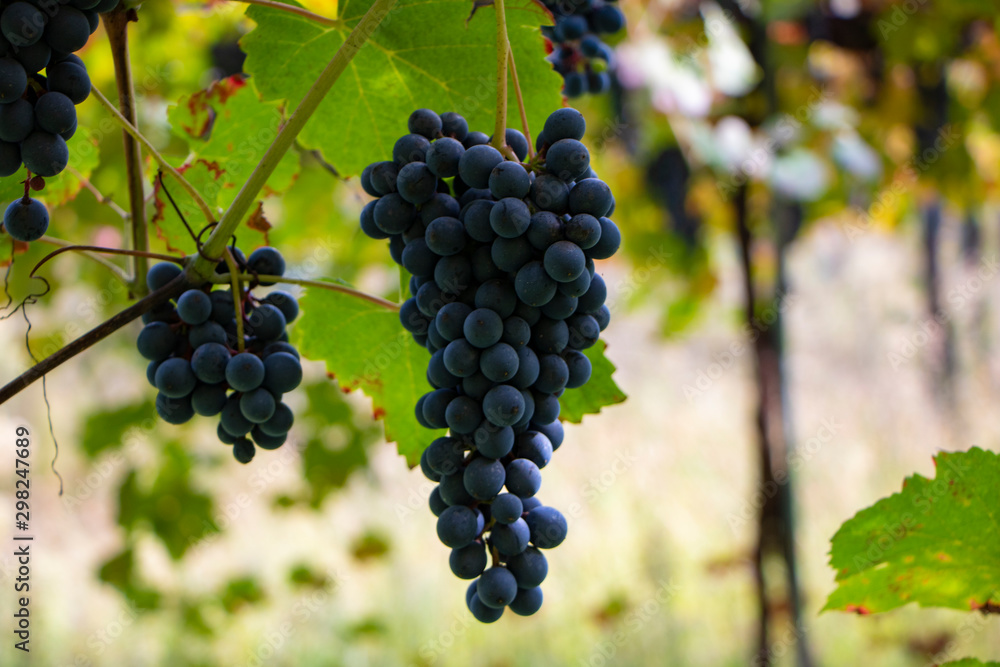 Close-Up Of Grapes Growing In Vineyard, Italy. Tuscany grape vineyard in Chianti region