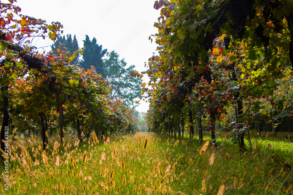 Obraz premium Vineyard and olive wood landscape. Rolling hills of Tuscan vineyards in the Chianti wine region. beautiful natural landscape in Italy. Harvest season