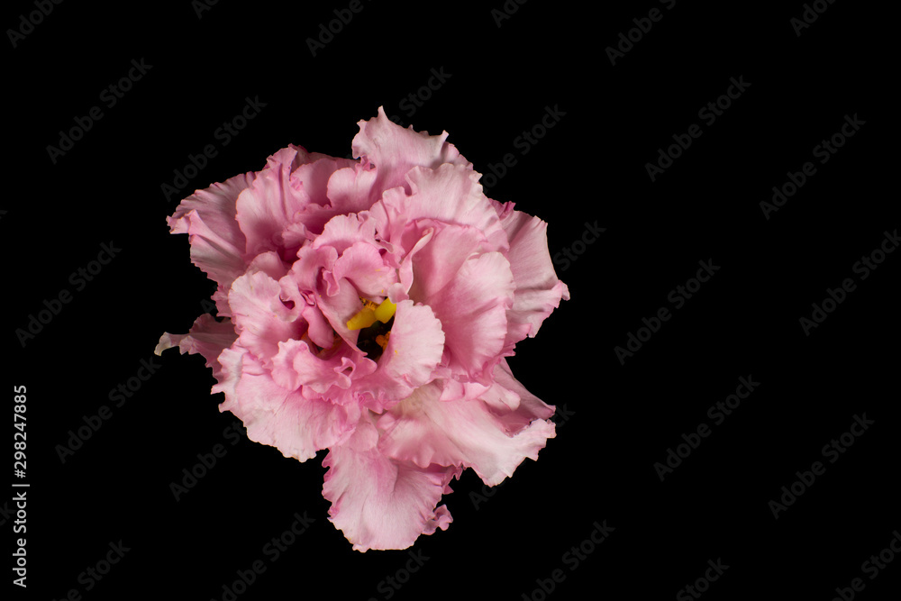 Pink flower isolated on black background Pink flower isolated on black background