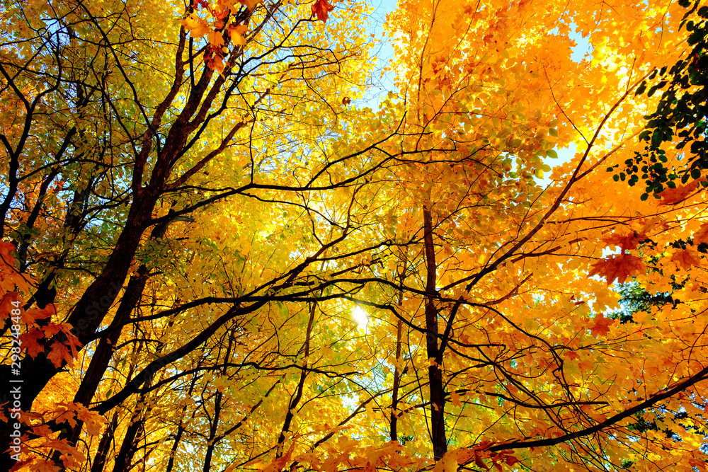 Maple tree in autumn, Beautiful Colorful Autumn Leaves ,USA Maple tree in autumn, Beautiful Colorful Autumn Leaves ,USA