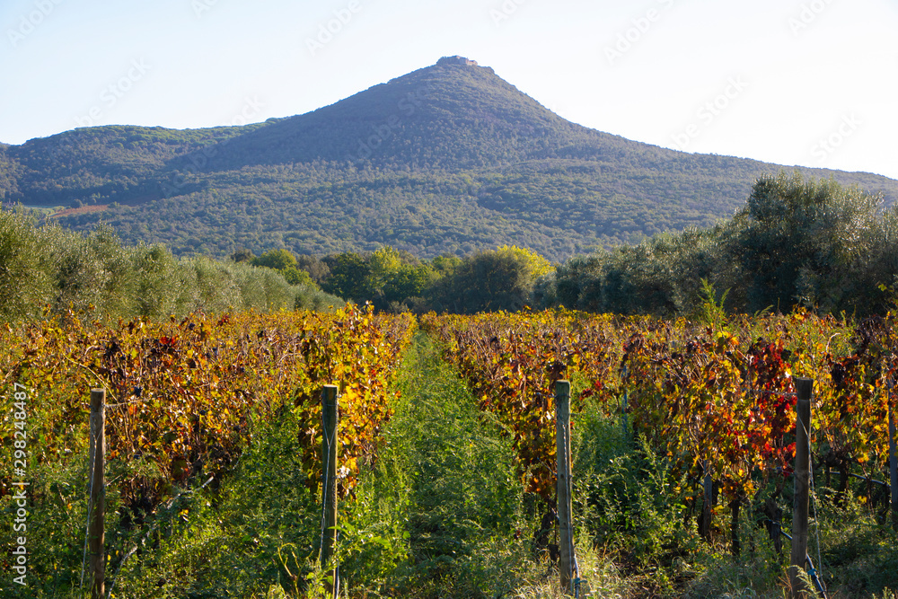 Vineyard and olive  wood landscape. Rolling hills of Tuscan vineyards in the Chianti wine region. beautiful natural landscape in Italy. Harvest season
