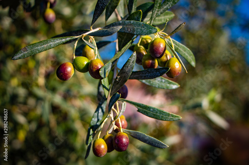 Fresh olives close-up photo. harvest season in Tuscany, Italy. Olive oil agricultural field