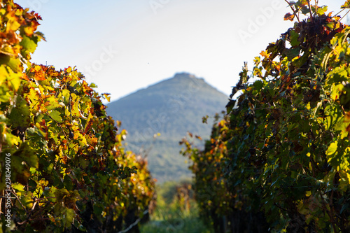 Vineyard and olive  wood landscape. Rolling hills of Tuscan vineyards in the Chianti wine region. beautiful natural landscape in Italy. Harvest season