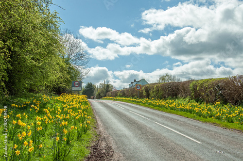 Springtime daffodils in the British countryside