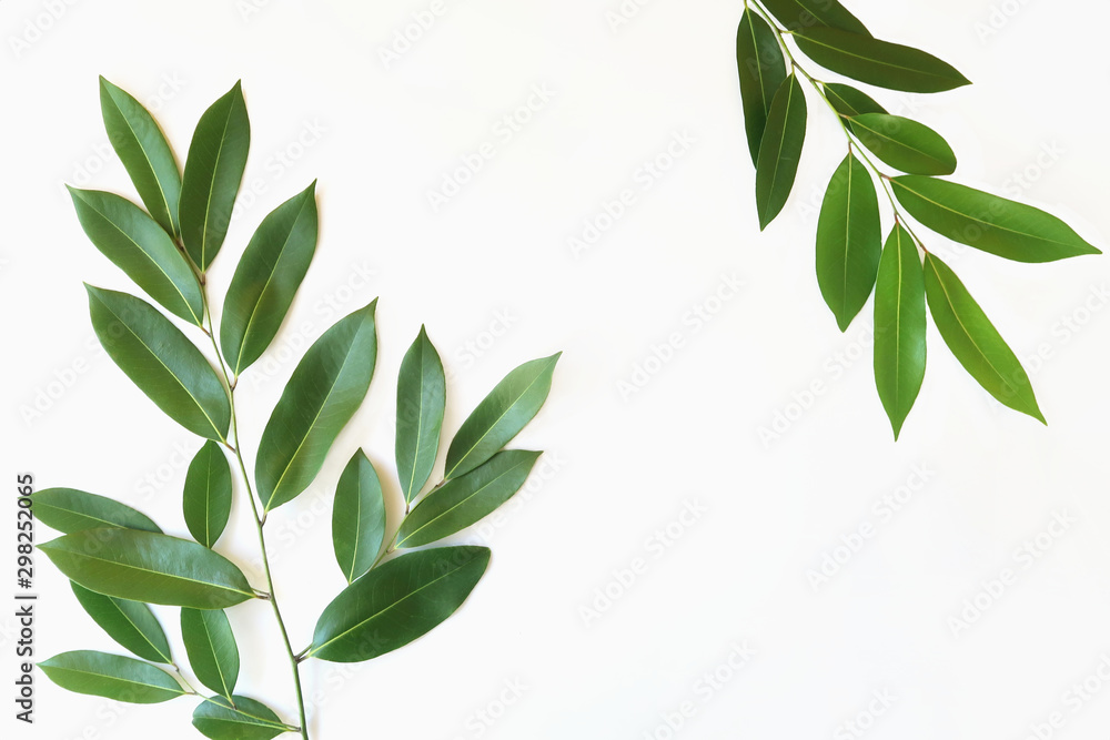 Green leaves of Devil Tree or White Cheesewood isolated on white background.