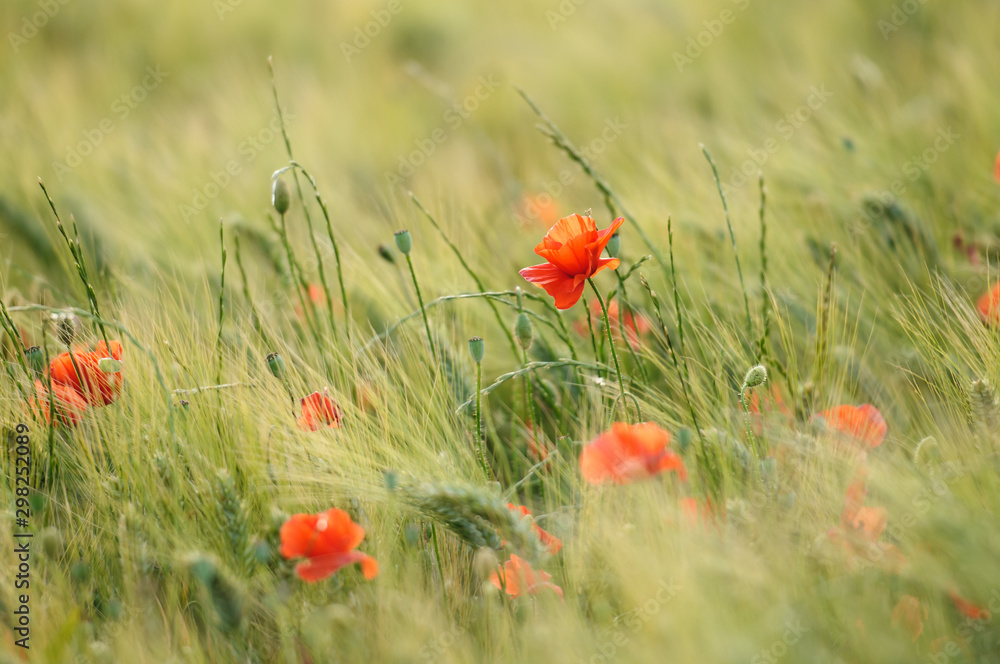 Fototapeta premium Mohnblumen in einem Getreidefeld