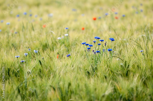 Getreidefeld mit Korn- und Mohnblumen