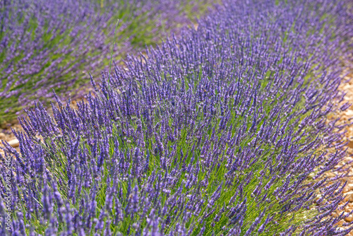 Bl  hender Lavendel