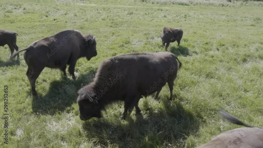 Group of American Bison with baby Group of American Bison with baby