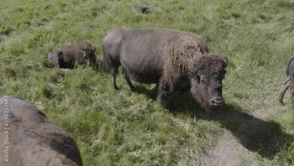 Small group of bison feeding Small group of bison feeding