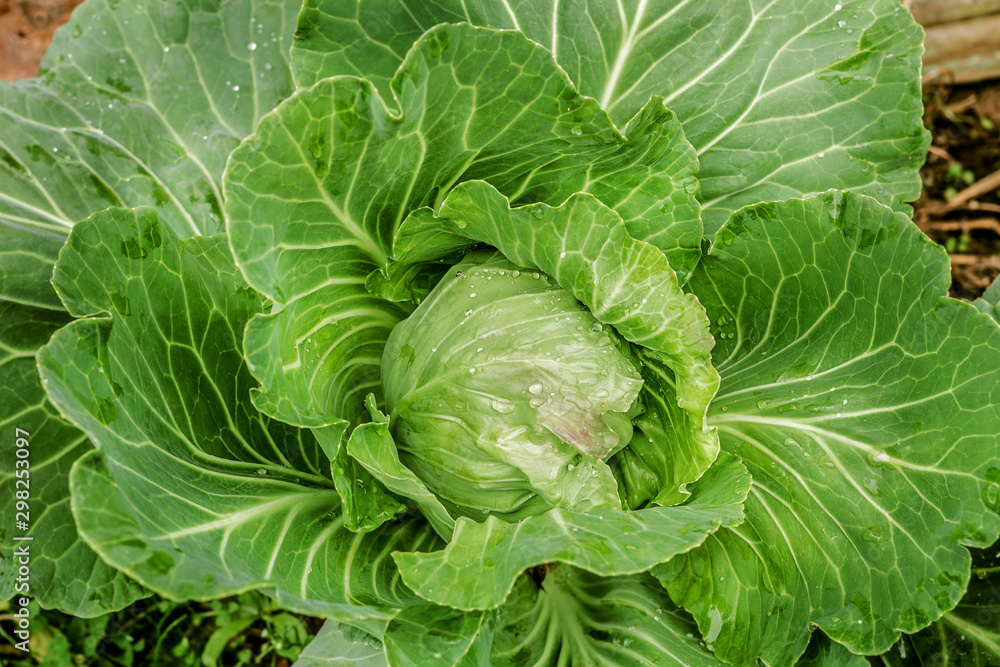 Luxurious swing cabbage in garden Luxurious swing cabbage in garden