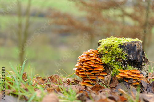 Pilze an moosbewachsenem Baumstumpf 
