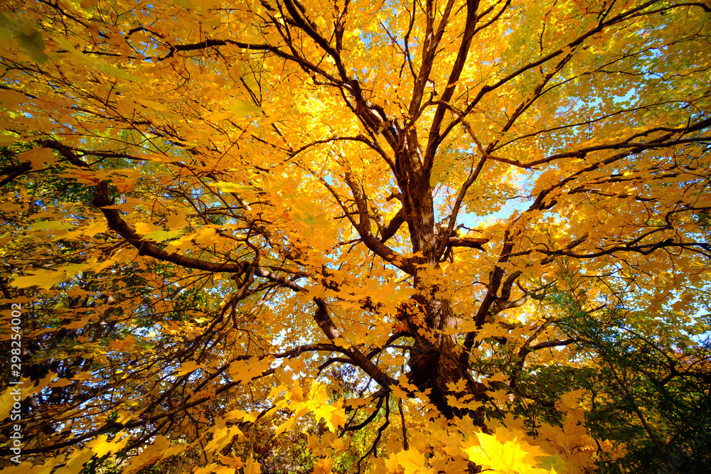 Maple tree in autumn, Beautiful Colorful Autumn Leaves ,USA Maple tree in autumn, Beautiful Colorful Autumn Leaves ,USA