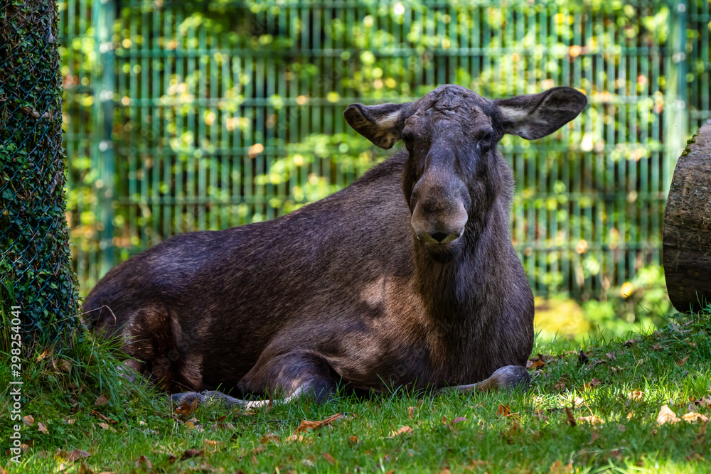 European Moose, Alces alces, also known as the elk