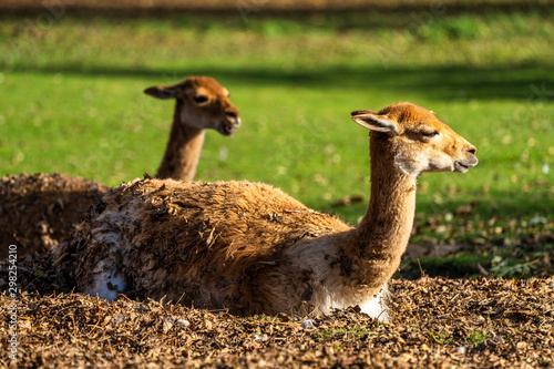 Vicunas, Vicugna Vicugna, relatives of the llama photo