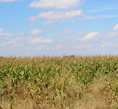The cornfield in the countryside on a sunny day.