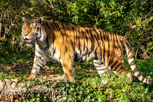 The Siberian tiger Panthera tigris altaica in the zoo