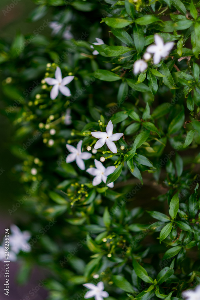 small white flower in green leaf background. small white flower in green leaf background.