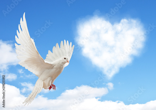 Dove in the air with wings wide open