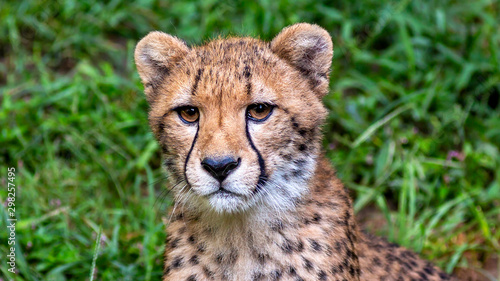 close up portrait of a young cheetah