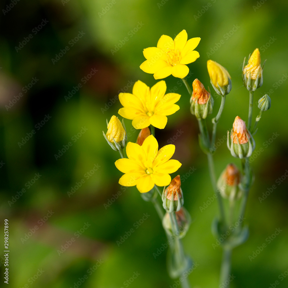 Fototapeta premium Yellow-wort (Blackstonia perfoliata), Cherry Hinton Chalk Pits, Cambridge, England, UK.
