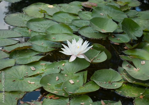 lotuses on the water, water lilies on the lake