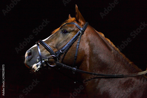 Obraz na płótnie Dressage race horse night portrait indoor stable w salonie