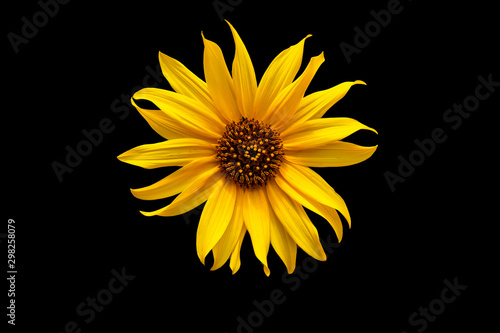 close up of a winter sunflower isolated on a black background