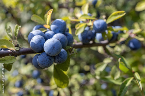 Fototapeta Naklejka Na Ścianę i Meble -  Acid ripe sloe ( Prunus spainosa) berries in October on countryside