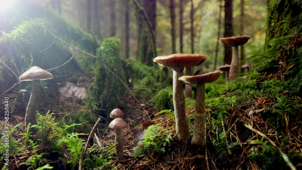 Low angle pan right of different mushroom in moss, nature landscape Low angle pan right of different mushroom in moss, nature landscape