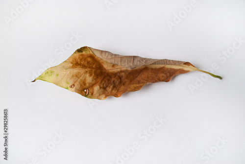 the autumn leaf on a white background