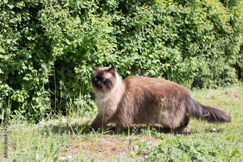 Siamese cat on the background of a green bush. Thai cat in the park