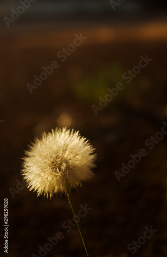 Dandelion Seed Head