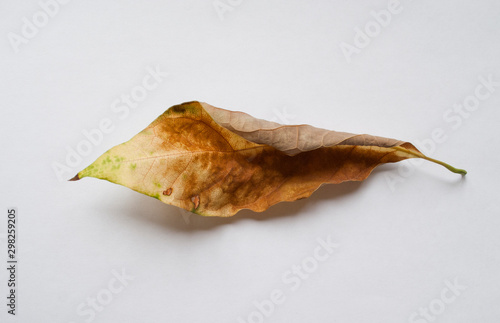 the autumn leaf on a white background