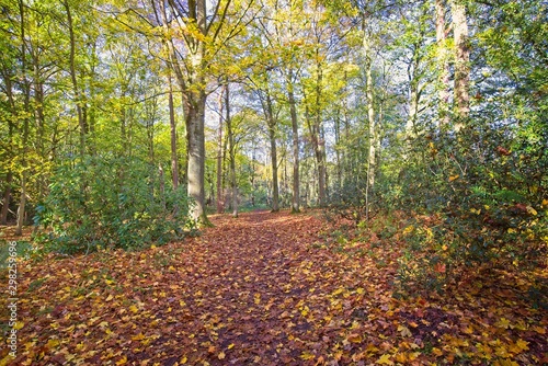 Fototapeta Naklejka Na Ścianę i Meble -  Autumn in the woods.