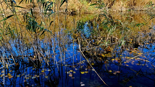 Fototapeta Naklejka Na Ścianę i Meble -   Thickets of reeds. Cane. Reflection in water. Autumn background for the designer. The Volga River Delta. Russia