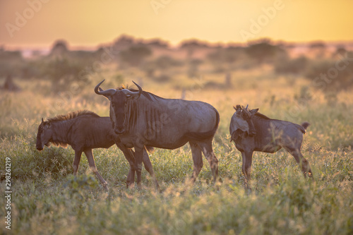 Savanna Orange morning light with three wildebeests on S100 Kruger