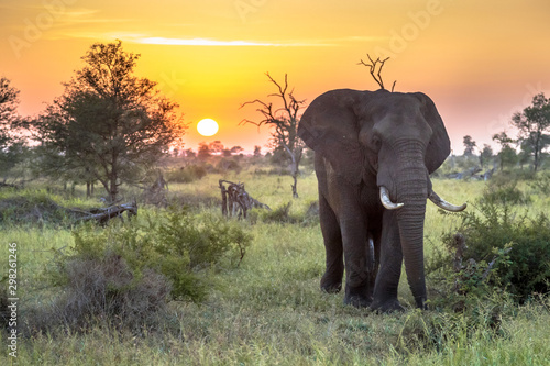 Photo African Elephant walking at sunrise