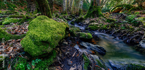 Beautiful scene in the forest . Mountain river flowing through the green forest.