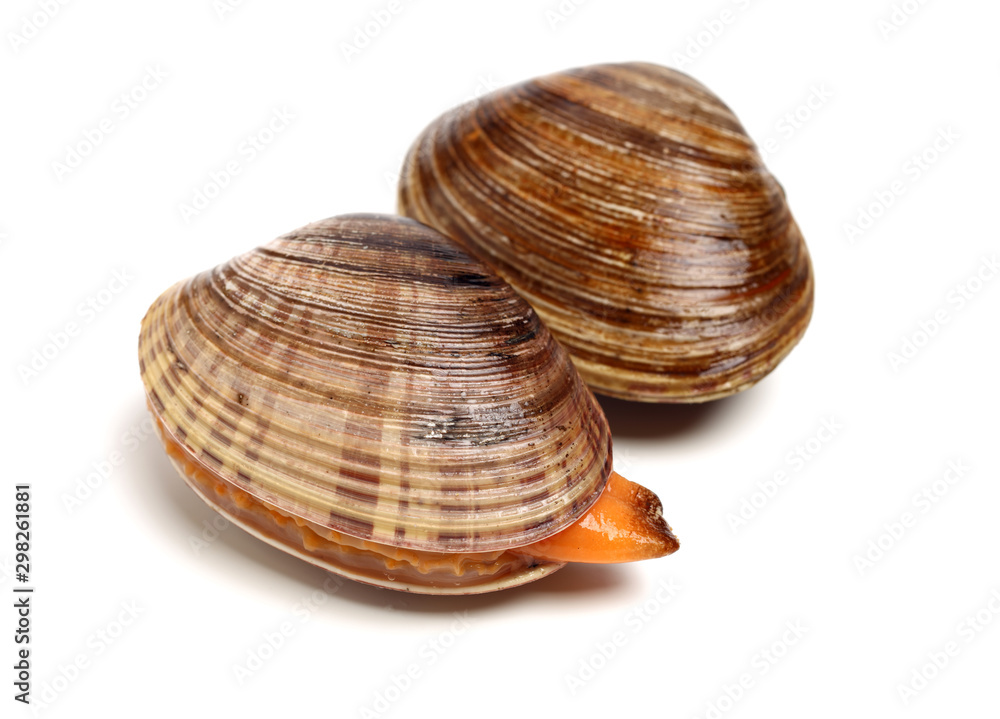 Stacked fresh raw clams on white background Stacked fresh raw clams on white background