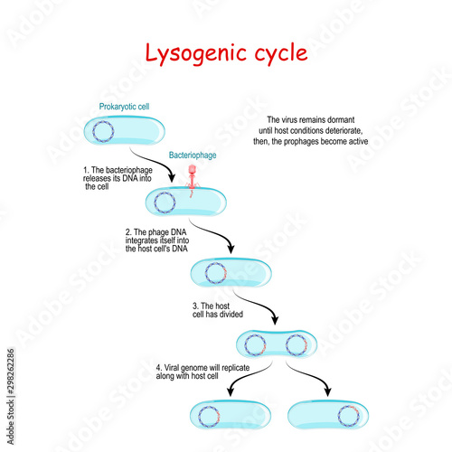 lysogenic cycle with bacteriophage